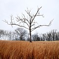 Winter Contrast