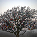 Winter Red